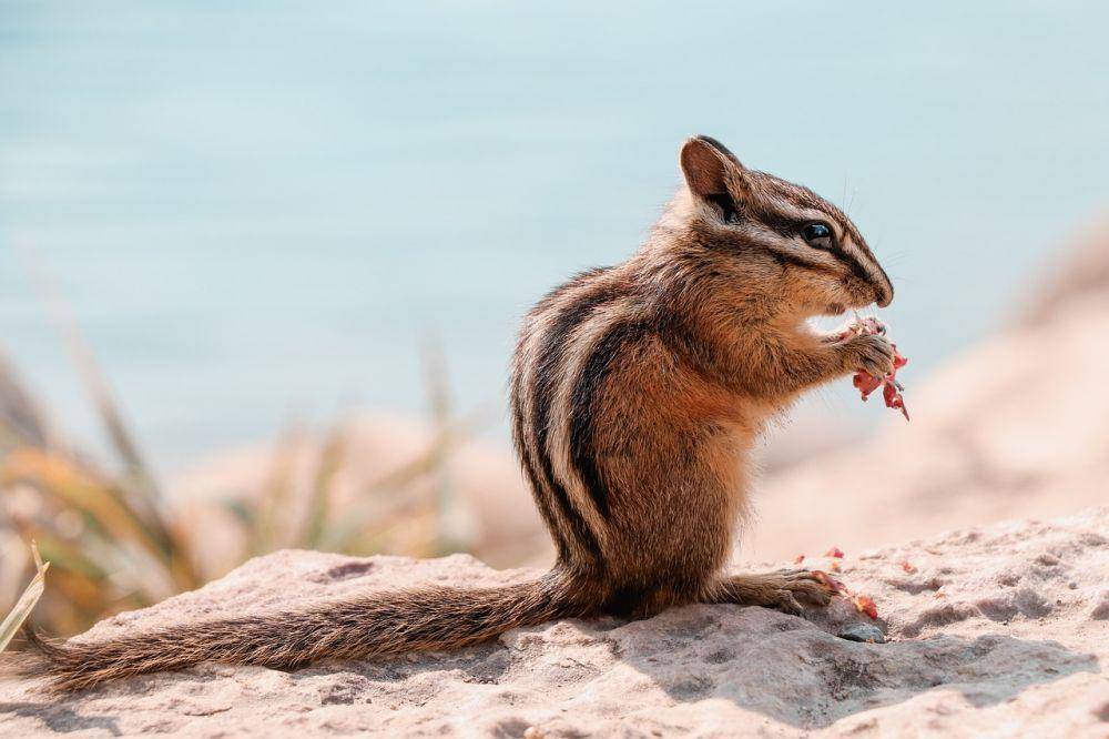 Chipmunk (pixabay.com/Sam)