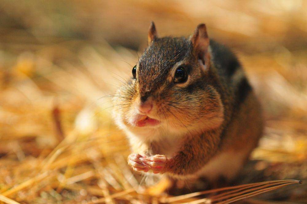 Chipmunk (pixabay.com/Jorge Guillen)