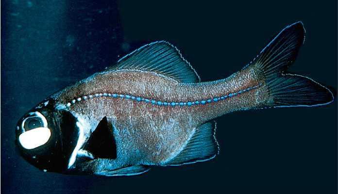 5 Fakta Seputar Ikan Senter, Bersinar dalam Kegelapan