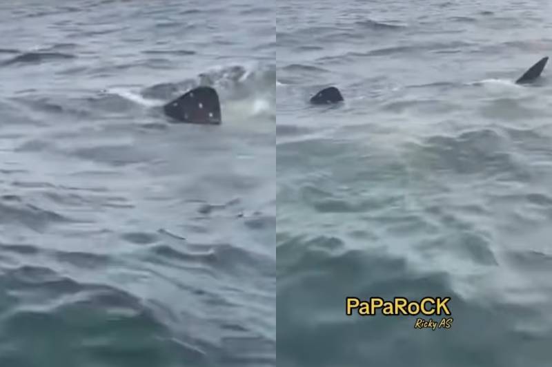 Penampakan ikan hiu di Perairan Jakarta (instagram.com/jakut.info)