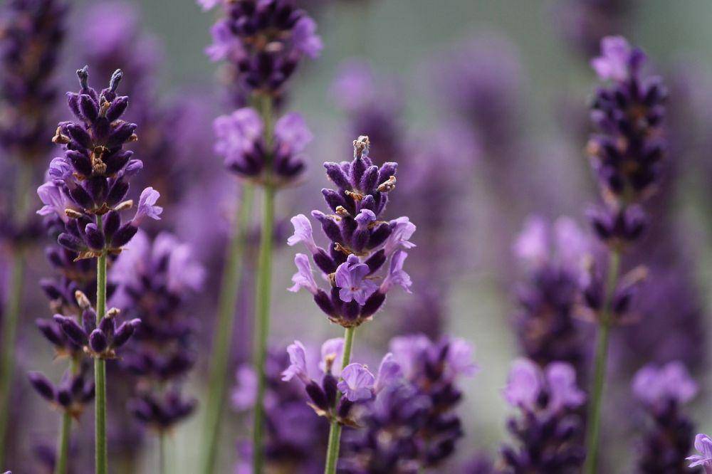 Lavender (pixabay.com/Manfred Richter)