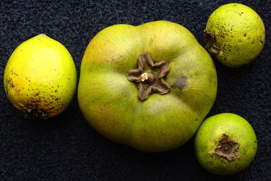ilustrasi black sapote (commons.wikimedia.org)