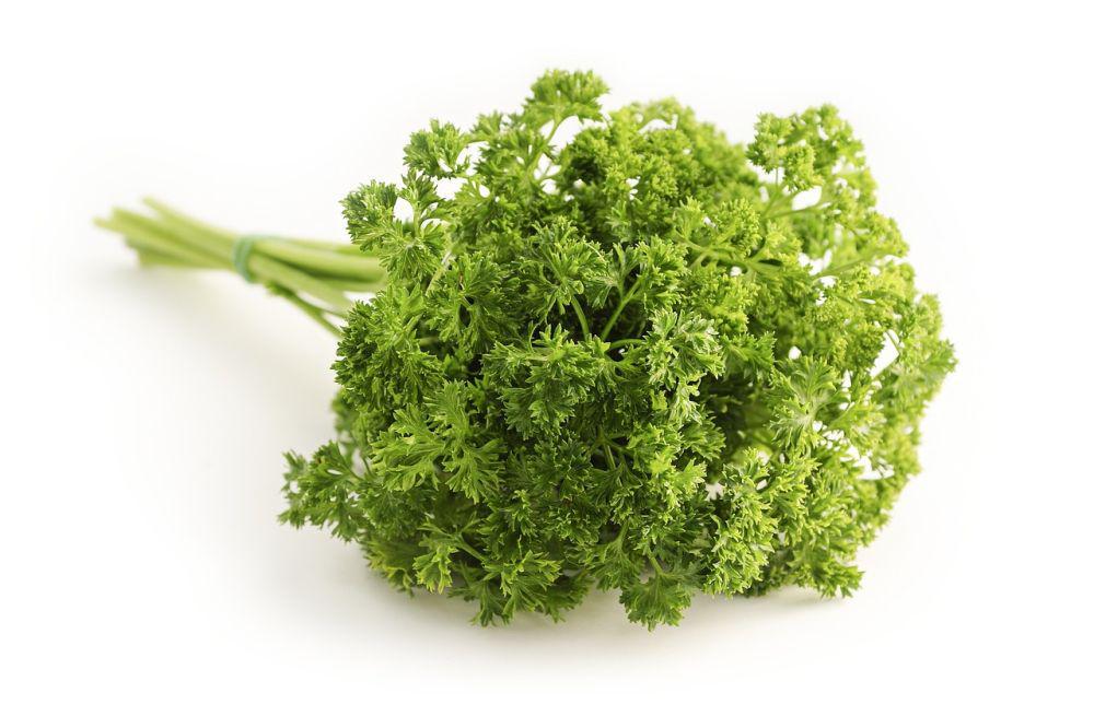 ilustrasi daun peterseli atau parsley (pixabay.com/tegrafik)