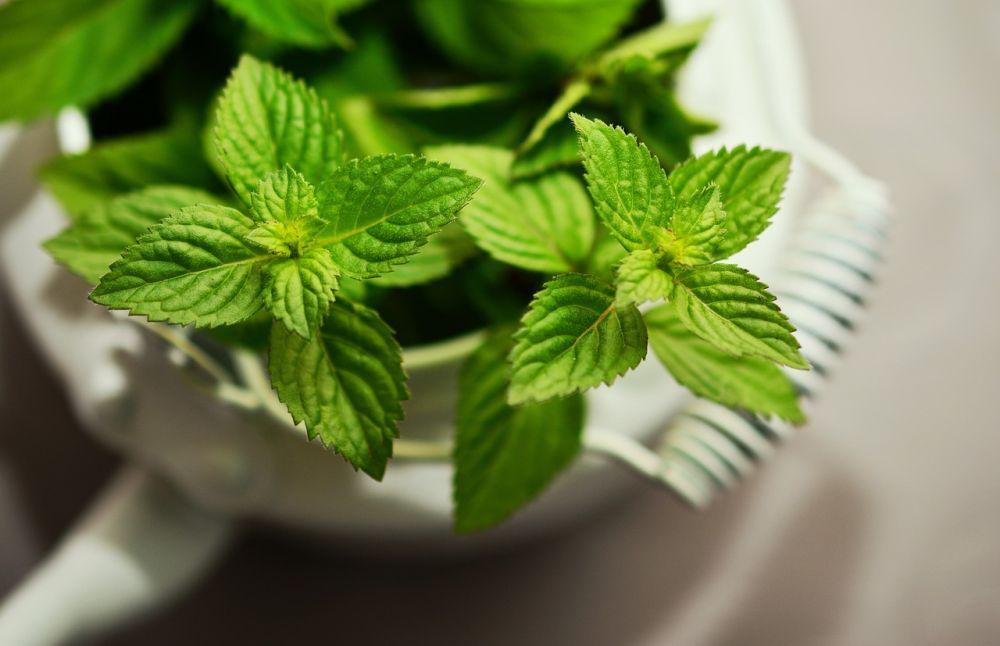 ilustrasi daun mint (pixabay.com/congerdesign)