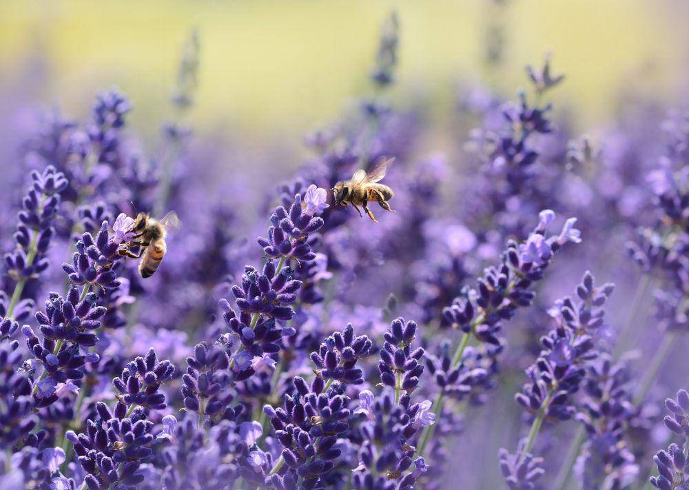 Lavender (pexels.com/Pixabay)