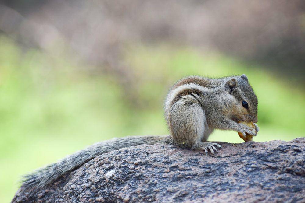 Chipmunk (pexels.com/Rahul Jadav)