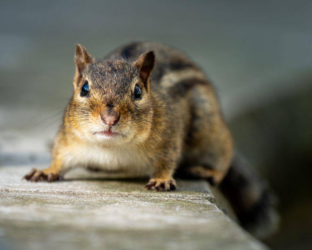 Chipmunk (pexels.com/Skyler Ewing)