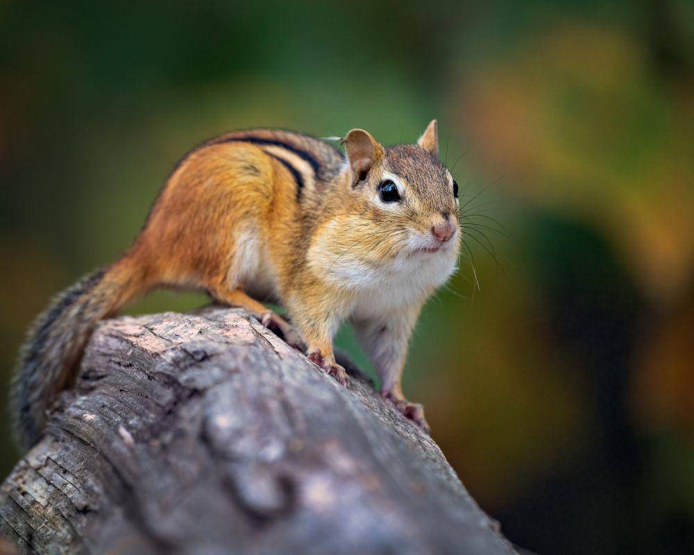 Chipmunk (pexels.com/Skyler Ewing)