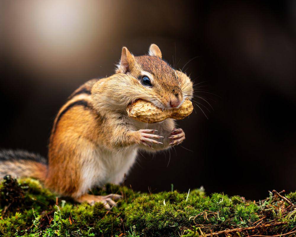 7 Fakta Unik Chipmunk, Mereka Juga Melakukan Hibernasi!