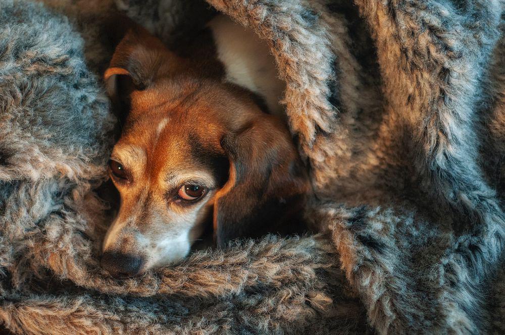 7 Ciri-Ciri Anjing Hamil yang Harus Kamu Tahu, Jangan Kelewat!