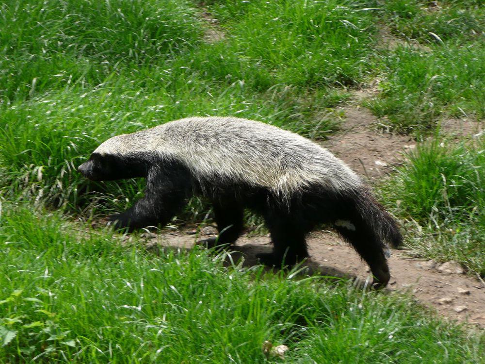 ilustrasi musang madu (commons.wikimedia.org/CT Cooper)