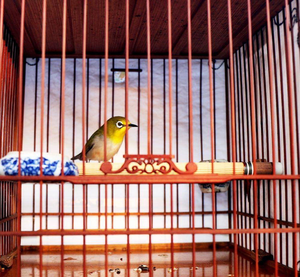 Ilustrasi burung (pexels.com/Lee Yet)