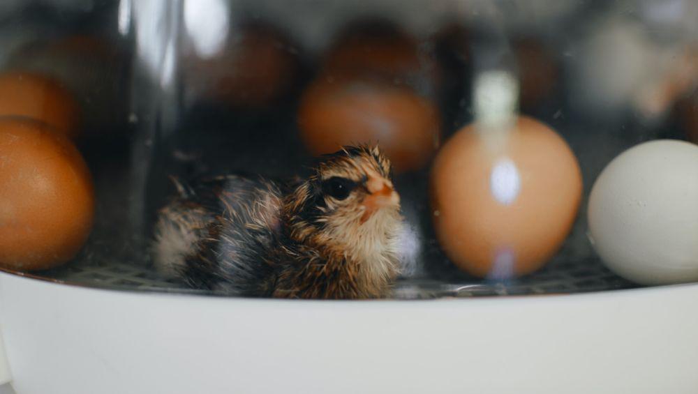 Perbedaan Fertilisasi Internal dan Eksternal, Bertemunya Dua Sel
