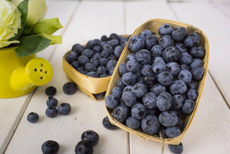 ilustrasi buah bluberi (pixabay.com/jyliagorbacheva)