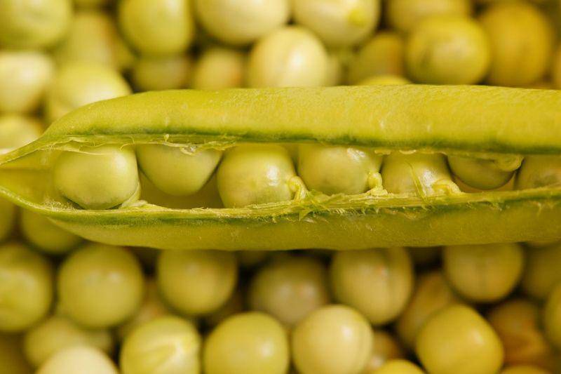 ilustrasi kacang polong (pixabay.com/Efraimstochter)