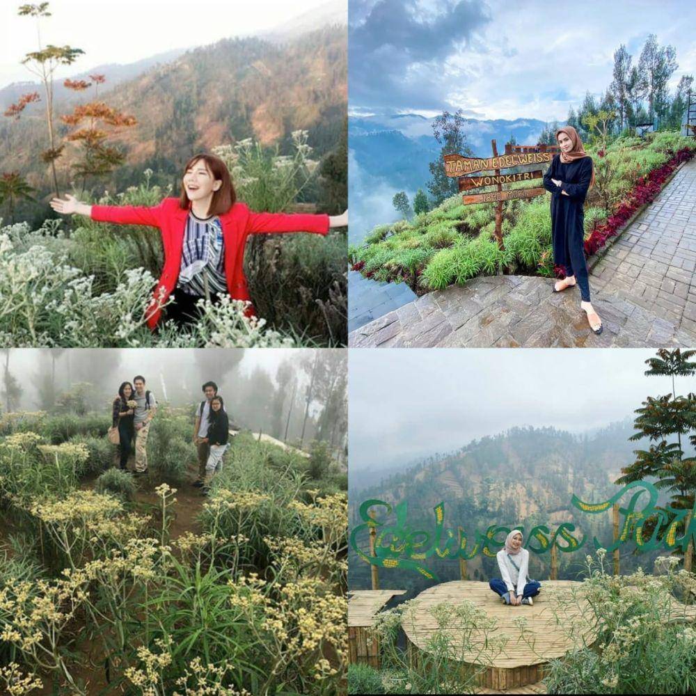 Desa Wisata Edelweiss Wonokitri (Instagram/taman_edelwais_bromo)