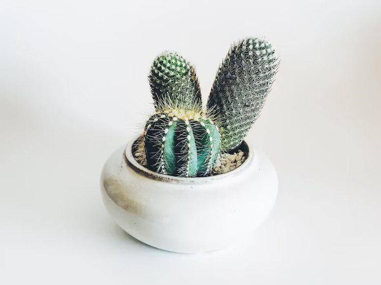 ilustrasi kaktus (unsplash.com/Stephanie Harvey)