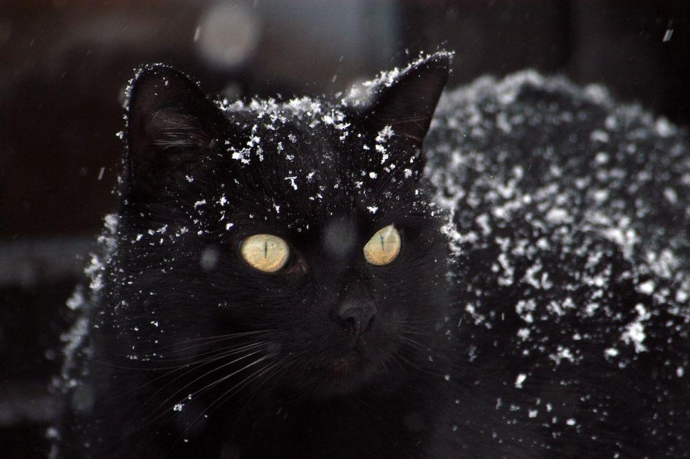 5 Negara yang Memiliki Mitos Kucing Hitam, Bawa Jodoh?