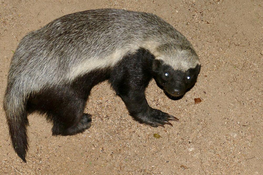 ilustrasi musang madu (commons.wikimedia.org/Bernard DUPONT)