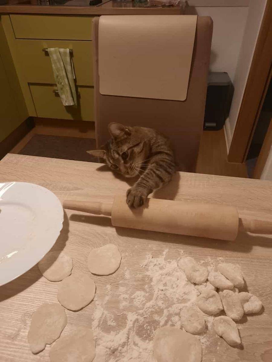 potret kucing bikin kue (reddit.com/user/New_Acanthaceae6916)