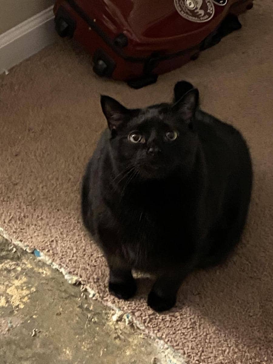 potret kucing cosplay jadi semangka (reddit.com/user/UnanalyzablePeptide)