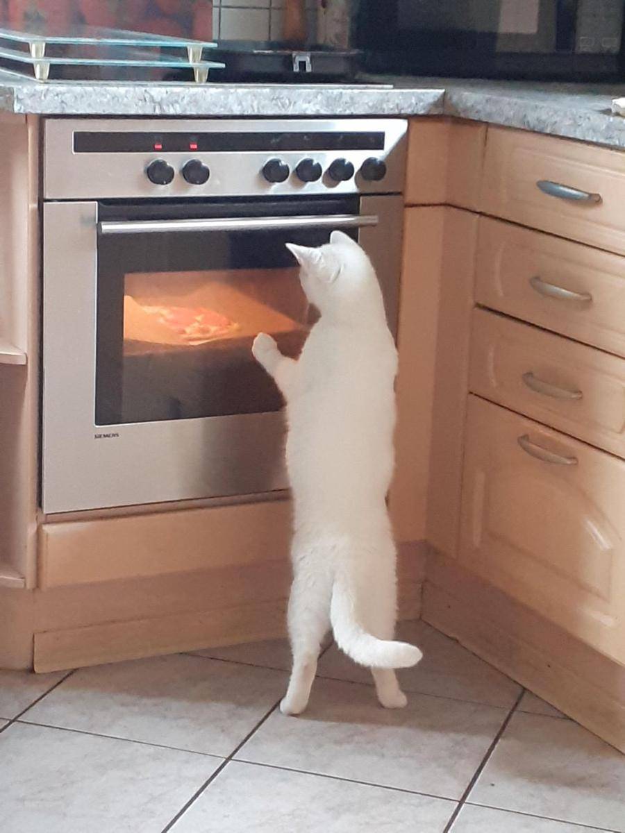 potret kucing bikin kue (reddit.com/user/shreksfeetfetish)