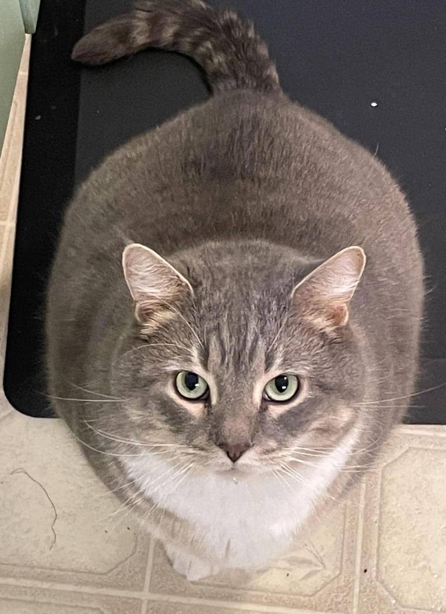 potret kucing cosplay jadi semangka (reddit.com/user/GR4VYTR41N)