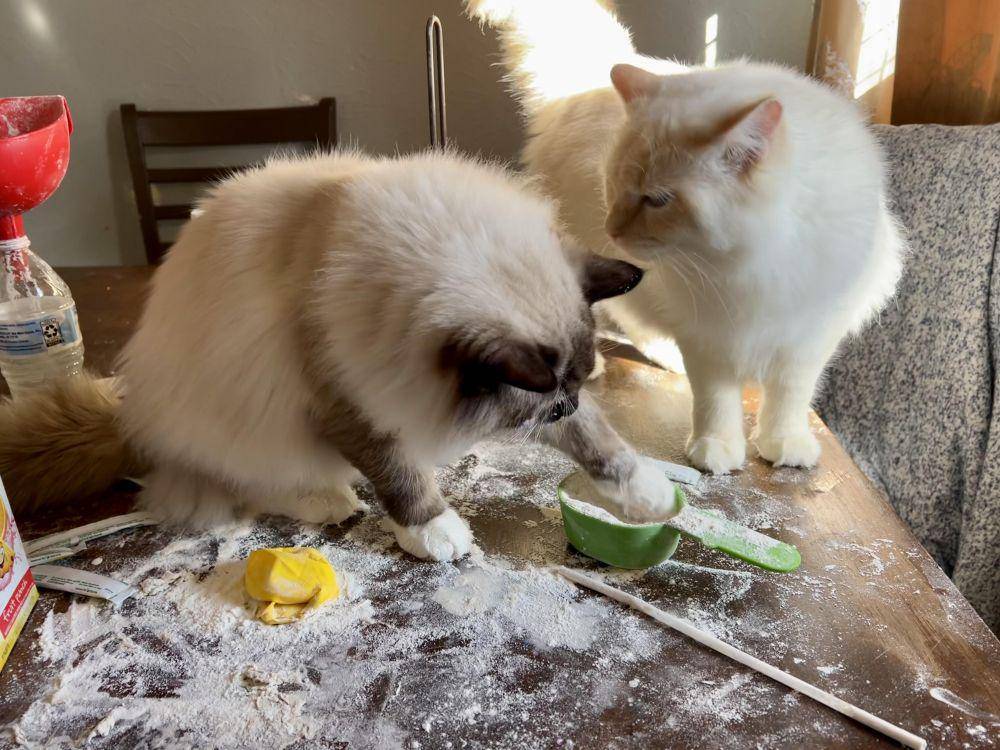 potret kucing bikin kue (reddit.com/user/jumjane)