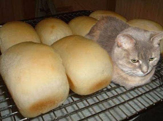 potret kucing bikin kue (reddit.com/user/abbawaddadu)