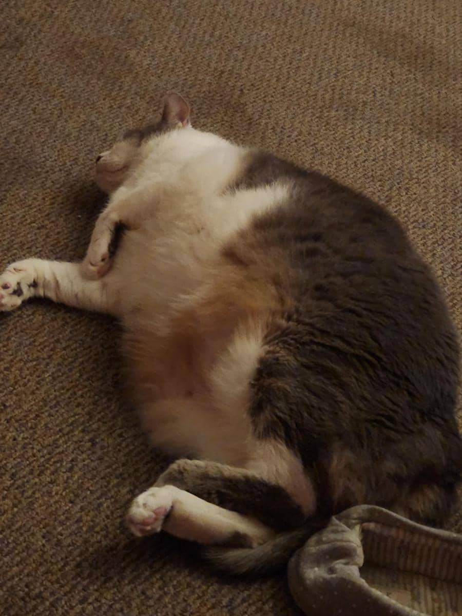 potret kucing cosplay jadi semangka (reddit.com/user/CasiaLux)