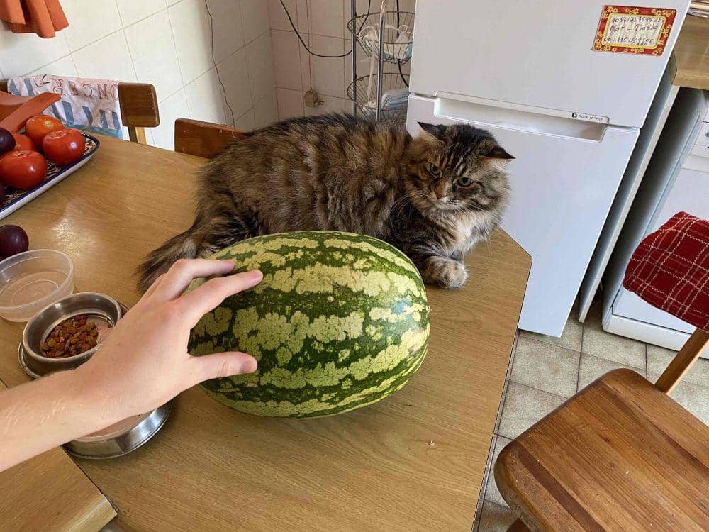 potret kucing cosplay jadi semangka (reddit.com/user/sometimes_mate)