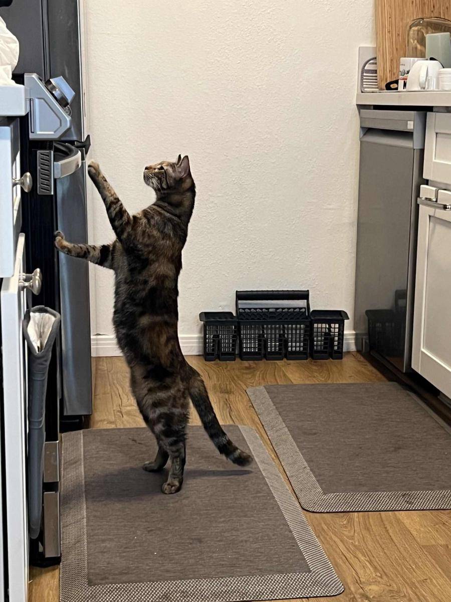 potret kucing bikin kue (reddit.com/user/Narrow-Address-2076)