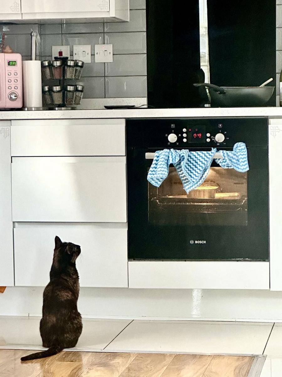 potret kucing bikin kue (reddit.com/user/tanya_tacoxo)