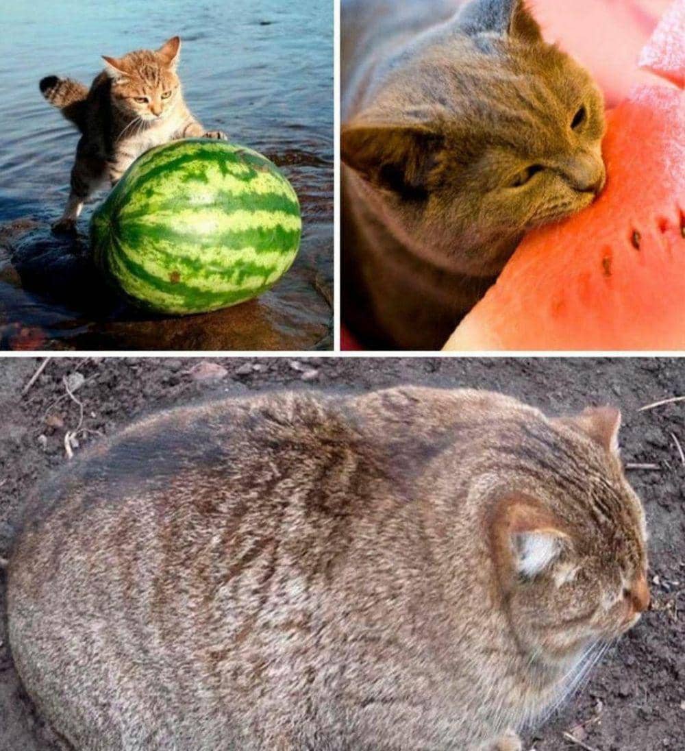 potret kucing cosplay jadi semangka (reddit.com/user/Emptydata_Enzo)