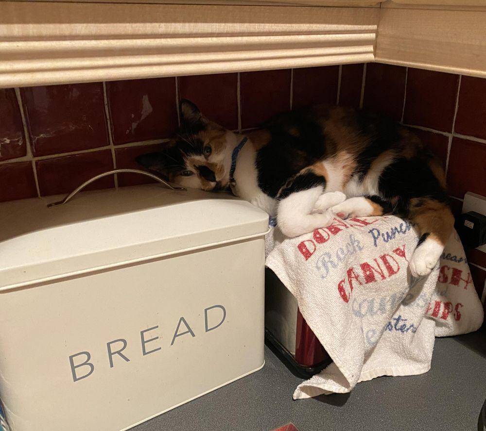 potret kucing bikin kue (reddit.com/user/Here_Just_Browsing)