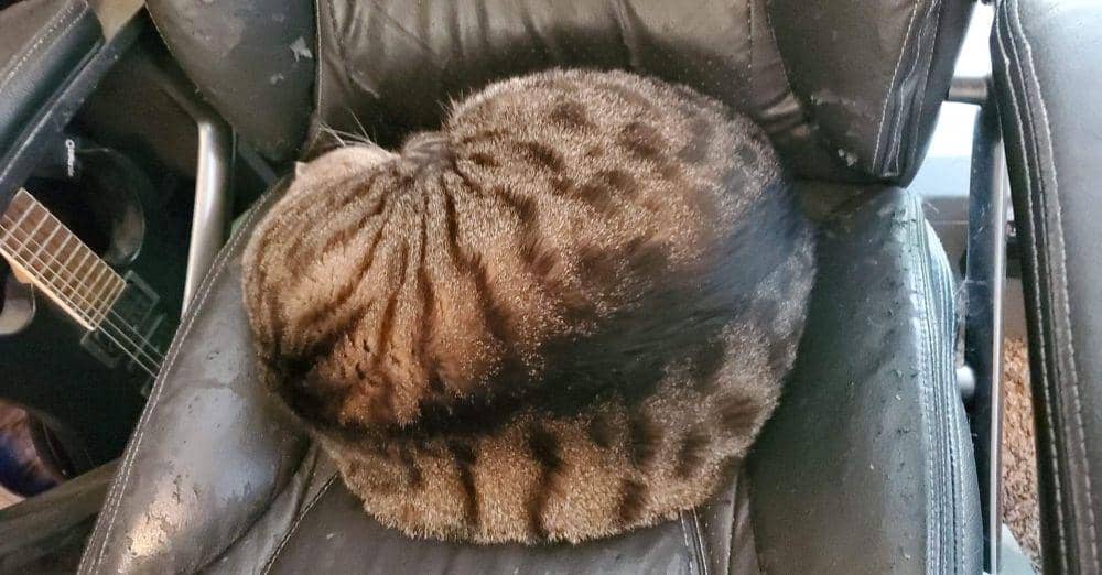 potret kucing cosplay jadi semangka (reddit.com/user/kinkyAngelamour)