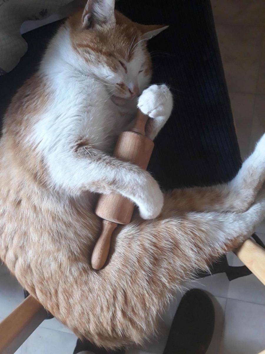 potret kucing bikin kue (reddit.com/user/TheRealColdCoffee)