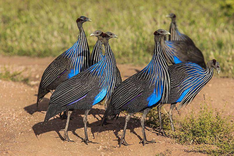 kawanan ayam mutiara vulturine guineafowl (commons.wikimedia.org/ninara)