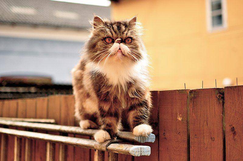 Persian (commons.wikimedia.org/Chloe Delong)