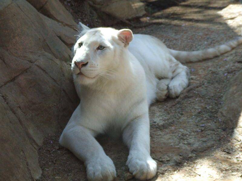 Caldwell Zoo (commons.wikimedia.org/Chester L. Roberts)