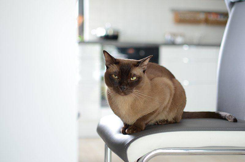 Burmese (commons.wikimedia.org/JanekJankowski)