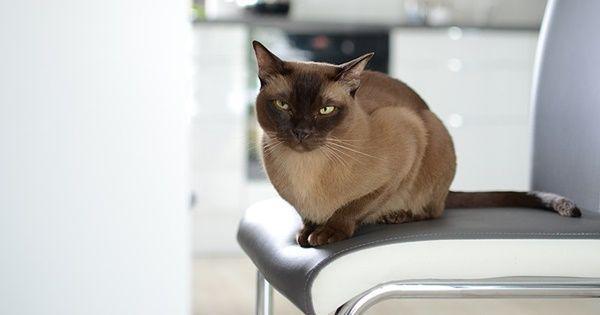 5 Kucing yang Jago Berburu Tikus, Bisa Atur Strategi!
