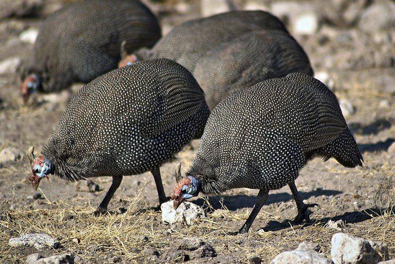 Kawanan ayam mutiara mencari makan. (commons.wikimedia.org/Hans Hillewaert)