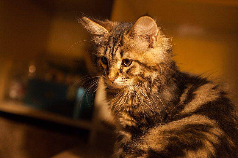 Siberian cat (commons.wikimedia.org/Tadeas Bednarz)