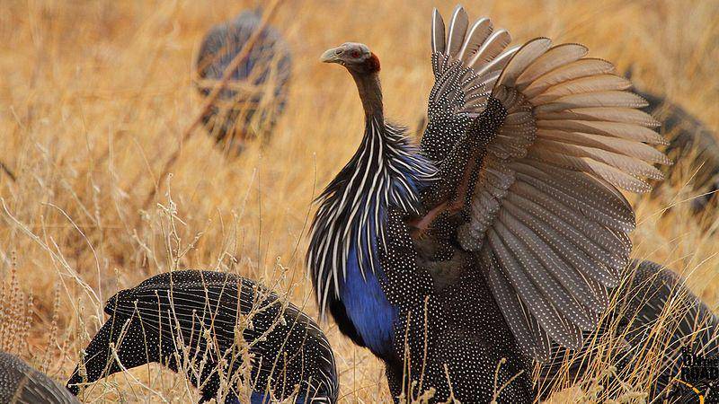 spesies vulturine guineafowl mengepakkan sayapnya (commons.wikimedia.org/Sankara Subramanian)