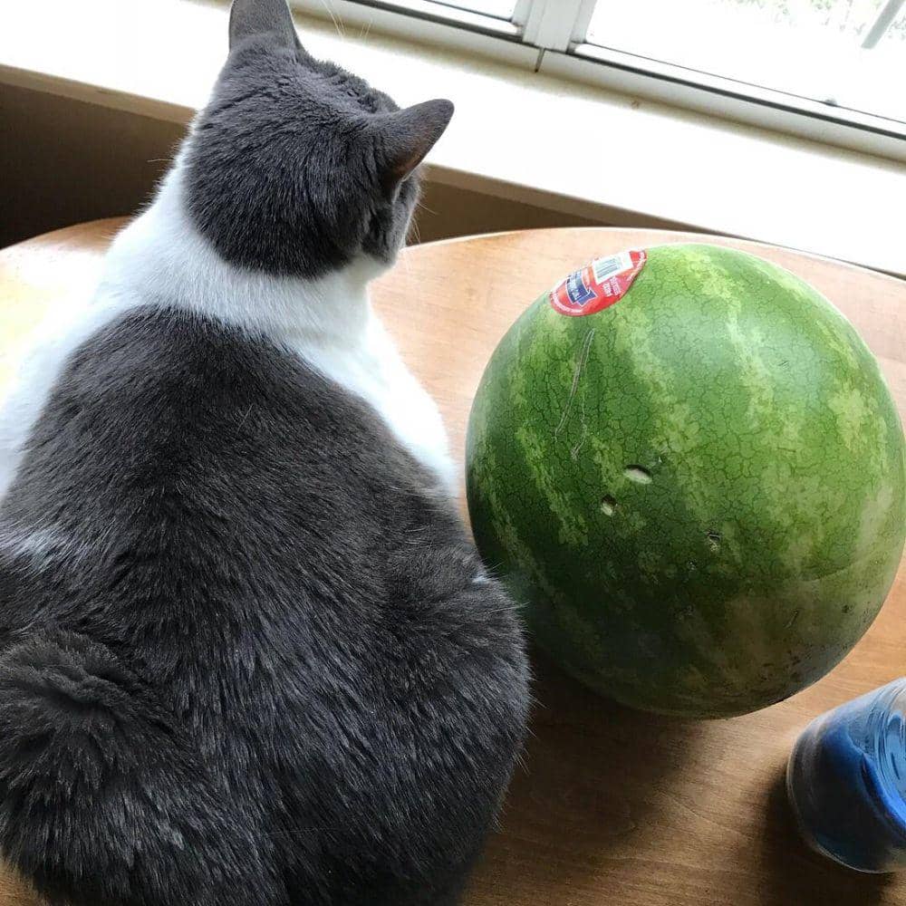 potret kucing cosplay jadi semangka (reddit.com/user/Helix_fox)