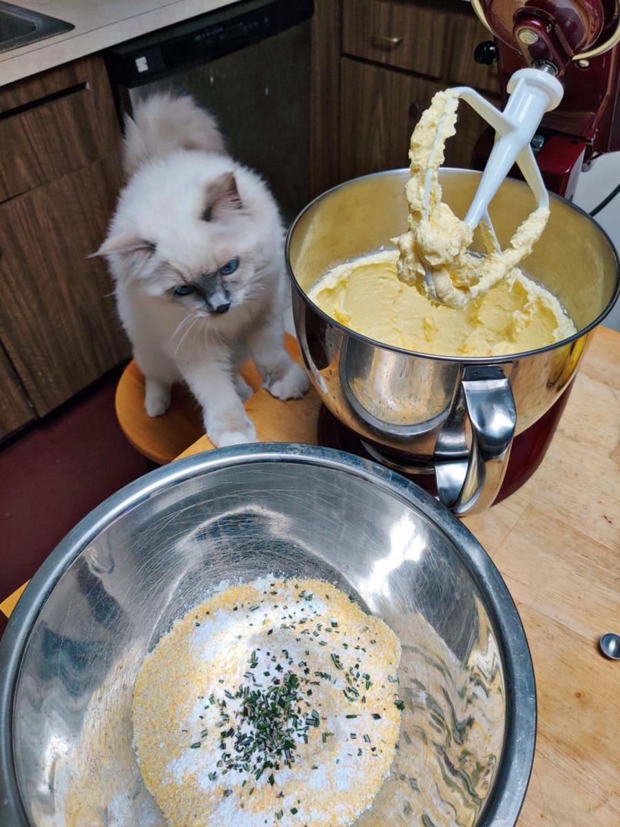 potret kucing bikin kue (reddit.com/user/iblame_heather)