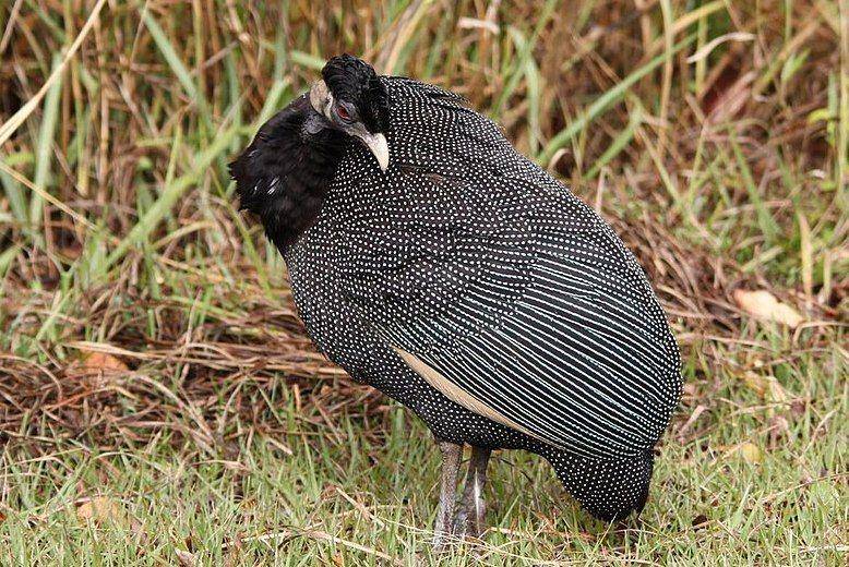 spesies ayam mutiara berjambul atau crested guineafowl (commons.wikimedia.org/Derek Keats)