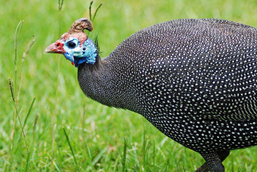 spesies ayam mutiara helmeted guineafowl (commons.wikimedia.org/Gouldingken)