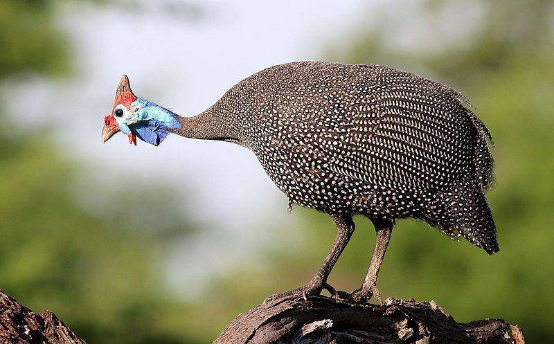 spesies ayam mutiara helmeted guineafowl (commons.wikimedia.org/Derek Keats)
